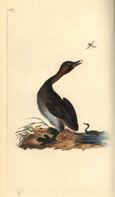 ブラック・チン・グレイブ（Podiceps hebridicus）。(Little grebe, Tachybaptus ruficollis?) Edward Donovanがロンドンで出版した自作の「Natural History of British Birds」から描いて彫った手彩色の銅版画。 作： Edward Donovan