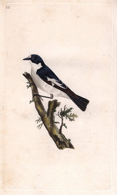 黒いゴキゲンな顔。Ficedula hypoleuca（Muscicapa atricapilla）。エドワード・ドノヴァン(1768-1837)による銅版画、Histoire naturelle des oiseaux britanniques, Londonに掲載。 作： Edward Donovan