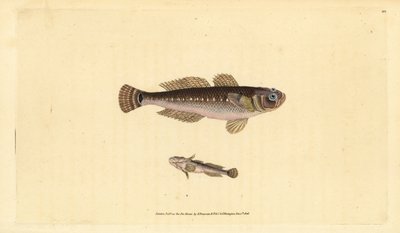 黒いハゼ、Gobius niger。エドワード・ドノバンが、ロンドンのDonovan and F.C. and J. Rivington社の『Natural History of British Fishes』から手彩色の銅版画を描いて彫ったもの。 作： Edward Donovan