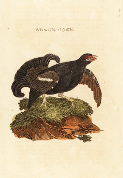 クロライチョウ、Tetrao tetrix 作： Edward Donovan