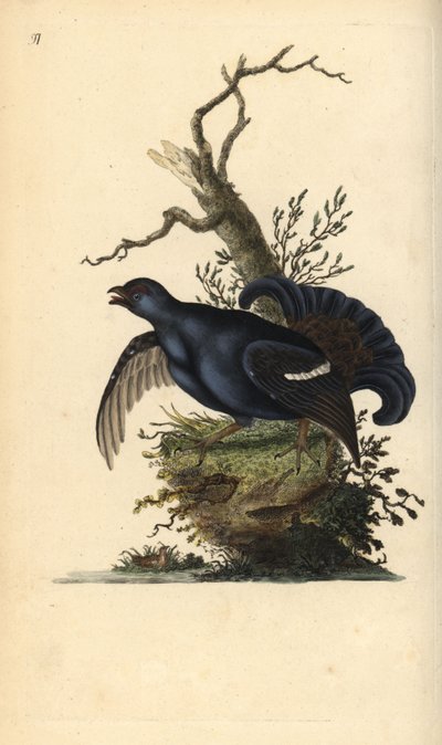 クロライチョウ（Tetrao tetrix）。エドワード・ドノバンがロンドンで出版した自作の「英国鳥類博物誌」から描いて彫った手彩色の銅版画。 作： Edward Donovan