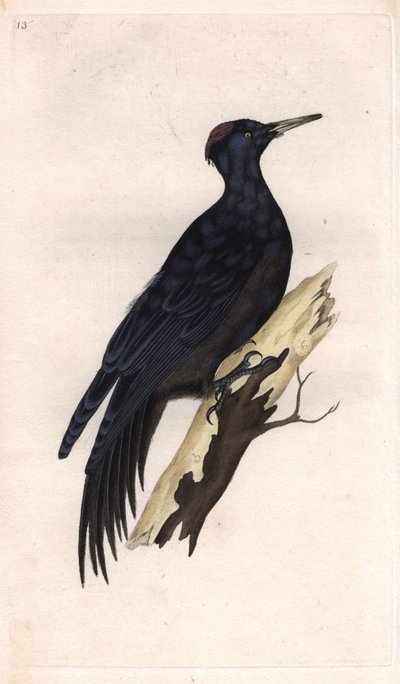 ブラックピーク。Dryocopus martius（Picus martius）。エドワード・ドノヴァン（1768-1837）による銅版画、『Histoire naturelle des oiseaux britanniques』（ロンドン）掲載 作： Edward Donovan