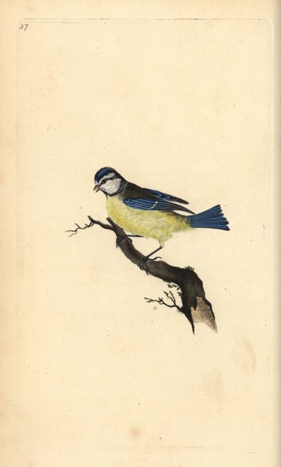 ブルーティ（Cyanistes caeruleus）。エドワード・ドノバンがロンドンで出版した自作の「英国鳥類博物誌」から描いて彫った手彩色の銅版画。 作： Edward Donovan