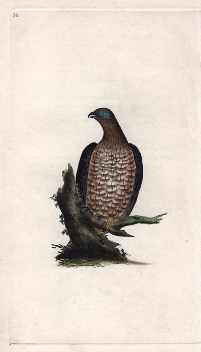 ボンドリーのアピボラスPernis apivorus（Falco apivorus）。エドワード・ドノヴァン（1768-1837）による銅版画、ロンドンのHistoire naturelle des oiseaux britanniquesに掲載されたもの 作： Edward Donovan