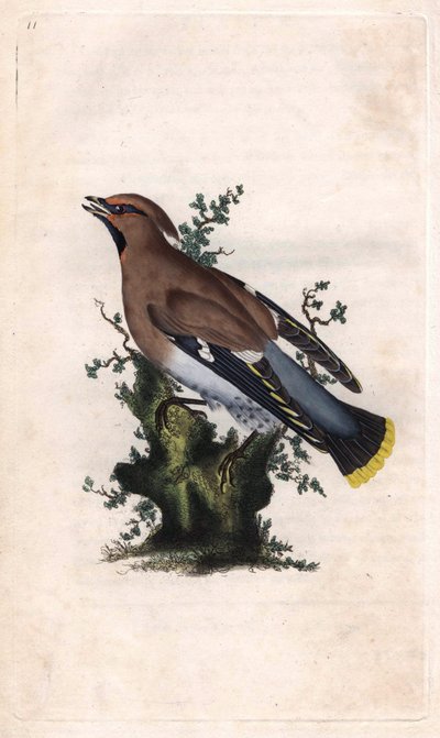 ボレアルジャスパー（Boreal jasper）。Bombycilla garrulus（Ampelis garrulus）。エドワード・ドノヴァン（1768-1837）による銅版画、『Histoire naturelle des oiseaux britanniques』（ロンドン）掲載 作： Edward Donovan