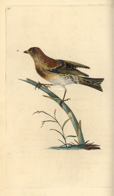 Brambling, Fringilla montifringilla.エドワード・ドノバンがロンドンで出版した「英国鳥類博物誌」から描いて彫った手彩色の銅版画。 作： Edward Donovan
