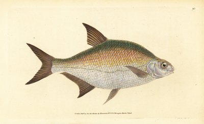 Bream, Abramis brama (Cyprinus brama).エドワード・ドノヴァンが、ロンドンのDonovan and F.C. and J. Rivington社の『Natural History of British Fishes』から描いて彫った手彩色の銅版画。 作： Edward Donovan