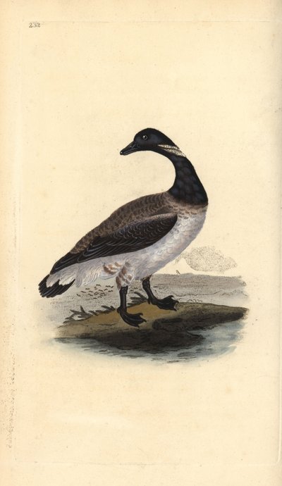 ブレント・グース（Branta bernicla）。エドワード・ドノバンがロンドンで出版した「英国鳥類博物誌」から描いて彫った手彩色の銅版画。 作： Edward Donovan