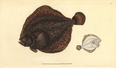 Brill or pearl, Scophthalmus rhombus (Pleuronectes rhombus).エドワード・ドノバンが、ロンドンのDonovan and F.C. and J. Rivington社の『Natural History of British Fishes』から描いて彫った手彩色の銅版画。 作： Edward Donovan