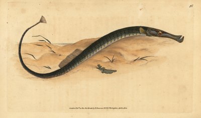 Broadnosed or Shorter pipefish。Syngnathus typhle.エドワード・ドノバンが、ロンドンのDonovan and F.C. and J. Rivington社の『Natural History of British Fishes』から手書きで描いて彫った色付き銅版画。 作： Edward Donovan