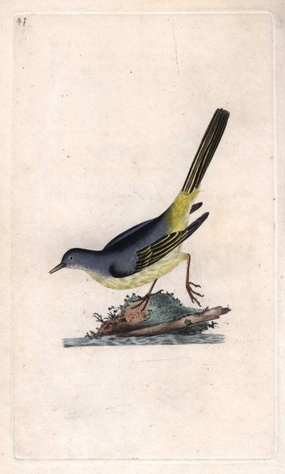 ブルックシェパードMotacilla cinerea（Motacilla boarula）。エドワード・ドノヴァン（1768-1837）による銅版画、Histoire naturelle des oiseaux britanniques, Londonに掲載。 作： Edward Donovan