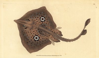 ブラウンスケートまたはミラーレイ、Raja miraletus。エドワード・ドノバンが、ロンドンのDonovan and F.C. and J. Rivington社の『Natural History of British Fishes』から手書きで描いて彫った色付き銅版画。 作： Edward Donovan