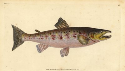 ブラウン・トラウト、サルモ・トラッタ・ファリオ（鱒、Salmo fario）。エドワード・ドノヴァンが、ロンドンのDonovan and F.C. and J. Rivington, Londonの「Natural History of British Fishes」から描いて彫った手彩色の銅版画。 作： Edward Donovan