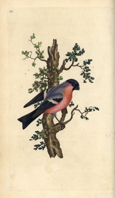 ブルフィンチ（Pyrrhula pyrrhula）。エドワード・ドノバンがロンドンの「英国鳥類自然史」から描いて彫った手彩色の銅版画。 作： Edward Donovan