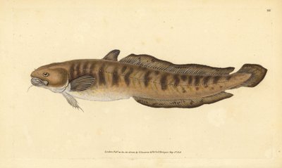 バーボット、ロタ・ロタ（Gadus lota）。エドワード・ドノヴァンが、ロンドンのDonovan and F.C. and J. Rivington社の『Natural History of British Fishes』から描いて彫った手彩色の銅版画。 作： Edward Donovan