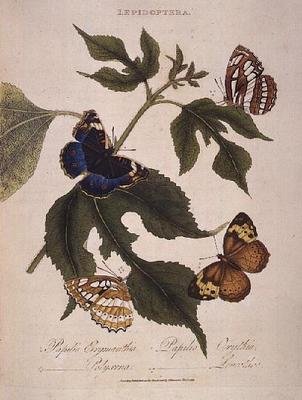 蝶：Papilio Erymanthis、Papilio Orythia、Papilio Polyxena、Papilio Leucothoe、pub.by artist 作： Edward Donovan