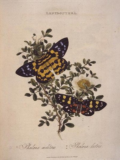 蝶。Phalaena Militaris, Phalaena Lectrix, pub. 作： Edward Donovan