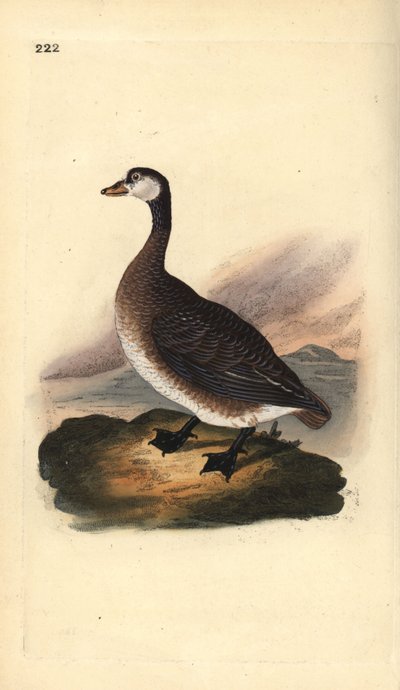 カナダグース（Branta canadensis）。エドワード・ドノバンがロンドンで出版した「英国鳥類博物誌」から描いて彫った手彩色の銅版画。 作： Edward Donovan