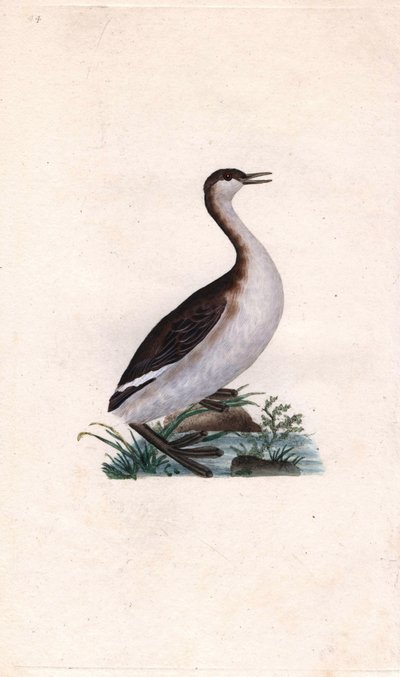 カスミチョウチョウウオ。Tachybaptus ruficollis（Podiceps nigricans）。エドワード・ドノヴァン(1768-1837)による銅版画、Histoire naturelle des oiseaux britanniques, Londonに掲載。 作： Edward Donovan