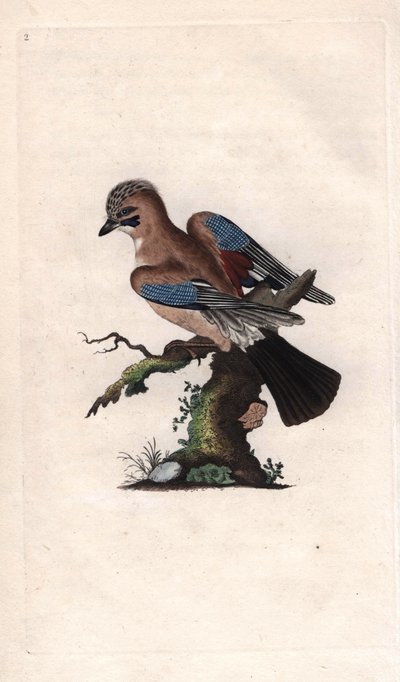 シェネス・ジャイGarrulus glandarius (Corvus glandarius)。エドワード・ドノヴァン(1768-1837)による銅版画、Histoire naturelle des oiseaux britanniques, Londonに掲載。 作： Edward Donovan