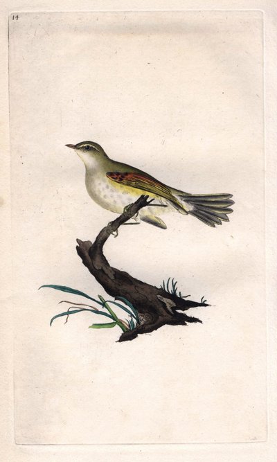チキンのフィティス。Phylloscopus trochilus (Motacilla trochilus)。エドワード・ドノヴァン（1768-1837）による銅版画、『Histoire naturelle des oiseaux britanniques』（ロンドン）掲載 作： Edward Donovan