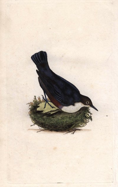 シンクルスダイバー。シンクルス・シンクルス（Sturnus cinclus）。エドワード・ドノヴァン（1768-1837）による銅版画、ロンドンのHistoire naturelle des oiseaux britanniquesに掲載されている。 作： Edward Donovan