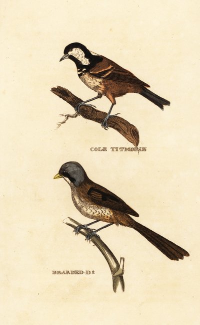 シジュウカラ（Parus ater）、ヒゲナガヨシ（Panurus biarmicus）。 作： Edward Donovan