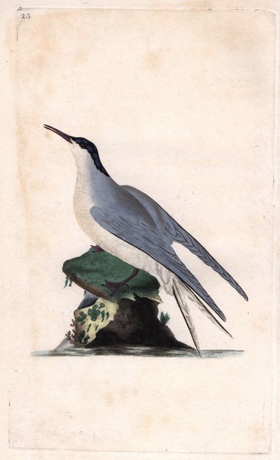 コモンアジサシ。Sterna hirundo.エドワード・ドノヴァン(1768-1837)による銅版画、Histoire naturelle des oiseaux britanniques, Londonに掲載。 作： Edward Donovan