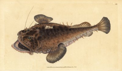 コモンアンコウ、Lophius piscatorius。エドワード・ドノバンが、ロンドンのDonovan and F.C. and J. Rivington社の『Natural History of British Fishes』から手彩色の銅版画を描いて彫刻したもの。 作： Edward Donovan