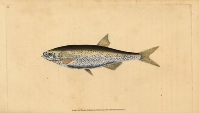 コモンブリーク、Alburnus alburnus（Cyprinus alburnus）。エドワード・ドノヴァンが、ロンドンのDonovan and F.C. and J. Rivington社の『Natural History of British Fishes』から描いて彫った手彩色の銅版画。 作： Edward Donovan