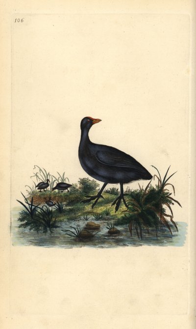 コマドリ（Fulica atra）。エドワード・ドノバンがロンドンで出版した自作の「英国鳥類博物誌」から描いて彫った手彩色の銅版画。 作： Edward Donovan
