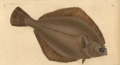 コモンダブ、リマンダ・リマンダ（Pleuronectes limanda）。エドワード・ドノバンが、ロンドンのDonovan and F.C. and J. Rivington社の『Natural History of British Fishes』から、手書きで描いて彫った色付き銅版画。 作： Edward Donovan