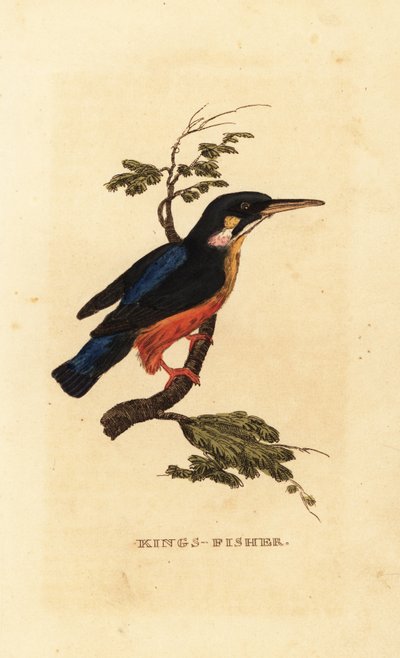 カワセミ（Alcedo atthis 作： Edward Donovan
