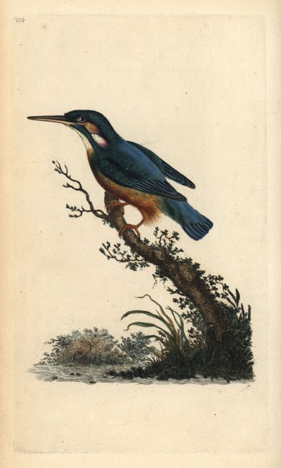 コモン・カワセミ（Alcedo atthis）。エドワード・ドノバンがロンドンで出版した自作の「英国鳥類博物誌」から描いて彫った手彩色の銅版画。 作： Edward Donovan
