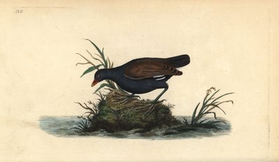 コモン・モーレン（Gallinula chloropus）。エドワード・ドノバンがロンドンで出版した自作の「英国鳥類博物誌」から描いて彫った手彩色の銅版画。 作： Edward Donovan