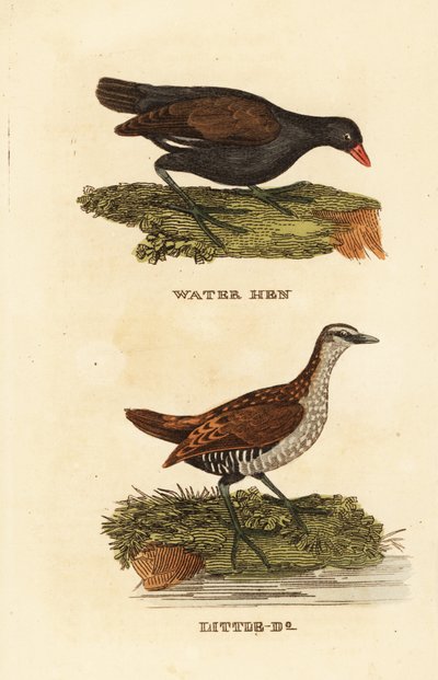 ムラサキウグイス（Gallinula chloropus）、スッポンガイ（Porzana porzana）。 作： Edward Donovan