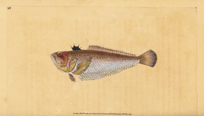 コモンウィーバーまたはオオウィーバー、Trachinus draco。エドワード・ドノバンが、ロンドンのDonovan and F.C. and J. Rivington社の『Natural History of British Fishes』から手書きで描いて彫った色付き銅版画。 作： Edward Donovan