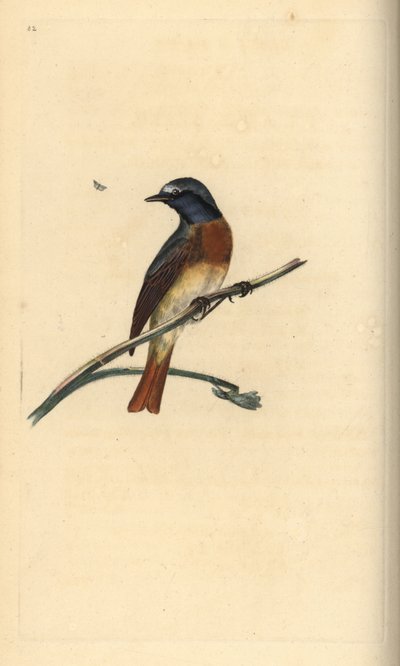 ジョウビタキ（Phoenicurus phoenicurus）。エドワード・ドノバンがロンドンで出版した自作の「英国鳥類博物誌」から描いて彫った手彩色の銅版画。 作： Edward Donovan