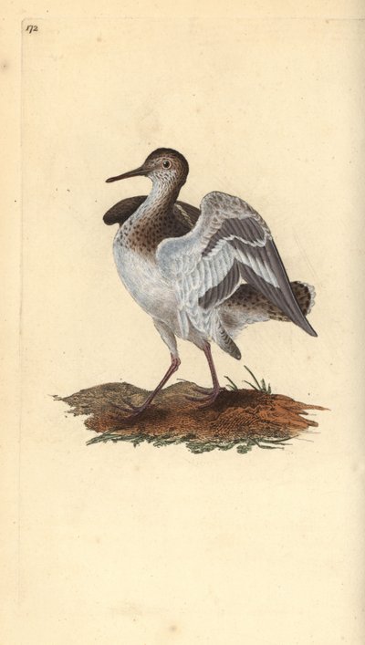 コウライシギ（Actitis hypoleucos）。エドワード・ドノバンがロンドンで出版した「英国鳥類博物誌」から描いて彫った手彩色の銅版画。 作： Edward Donovan