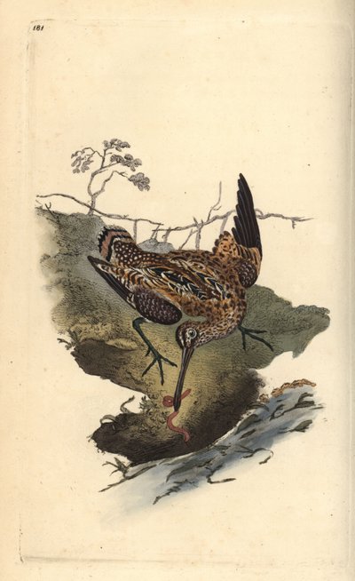 虫を捕るシギ（Gallinago gallinago）。エドワード・ドノバンがロンドンで出版された自作の「英国鳥類博物誌」から描いて彫った手彩色の銅版画。 作： Edward Donovan