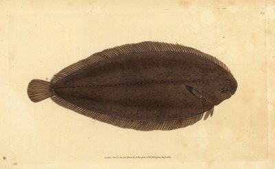 シタビラメ（Dover sole）、Solea solea（Pleuronectes solea）。エドワード・ドノバンが、ロンドンのDonovan and F.C. and J. Rivington社の『Natural History of British Fishes』から手書きで描いて彫った色付き銅版画。 作： Edward Donovan