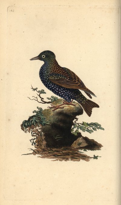 コムクドリ（Sturnus vulgaris）。エドワード・ドノバンがロンドンで出版した自作の「英国鳥類博物誌」から描いて彫った手彩色の銅版画。 作： Edward Donovan