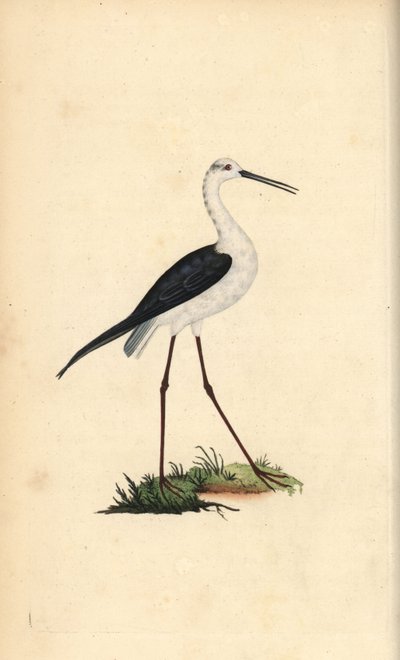 セイタカクチマガリ（Himantopus himantopus）。エドワード・ドノバンがロンドンで出版した「英国鳥類博物誌」から描いて彫った手彩色の銅版画。 作： Edward Donovan