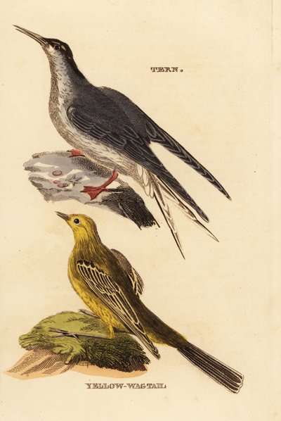 コアジサシ(Sterna hirundo)、キセキレイ(Motacilla flava) 作： Edward Donovan