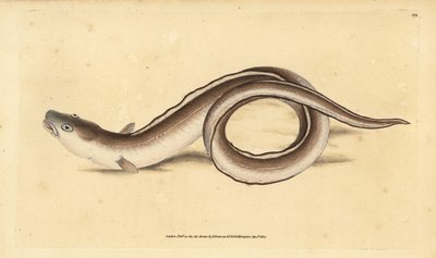 Conger eel, Muraena conger.エドワード・ドノバンがイギリスの魚類の自然史から描いて彫った手彩色の銅版画、ドノバンとF.C.とJ.リヴィントン、ロンドン 作： Edward Donovan