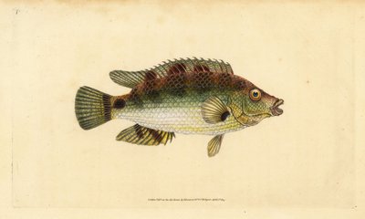 コウライシジミ、Symphodus melops（ゴールドフィニー、Labrus cornubius）。エドワード・ドノバンが、ロンドンのDonovan and F.C. and J. Rivington社の『Natural History of British Fishes』から、手書きで描いて彫った色付き銅版画。 作： Edward Donovan