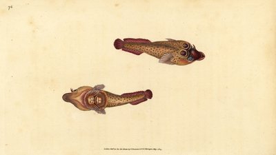 コーニッシュ・サッカー、Lepadogaster purpurea (Ocellated sucker, Cyclopterus ocellatus)。エドワード・ドノバンが、ロンドンのDonovan and F.C. and J. Rivington社の『Natural History of British Fishes』から描いて彫った手彩色の銅版画。 作： Edward Donovan