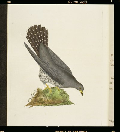 「英国の鳥の歴史」からのカッコウ、1799 作： Edward Donovan