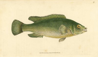 カッコウベラ、Labrus mixtus (Streaked wrasse, Labrus lineatus)。エドワード・ドノバンが、ロンドンのDonovan and F.C. and J. Rivington社の『Natural History of British Fishes』から手書きで描いて彫った色付き銅版画。 作： Edward Donovan
