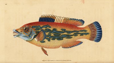 カッコウベラ、Labrus mixtus（シマシマベラ、Labrus variegatus）。エドワード・ドノバンが、ロンドンのDonovan and F.C. and J. Rivington社の『Natural History of British Fishes』から手書きで描いて彫った色付き銅版画。 作： Edward Donovan